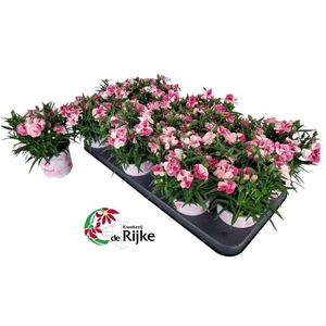 Dianthus  'Sprint Pink and Proud'