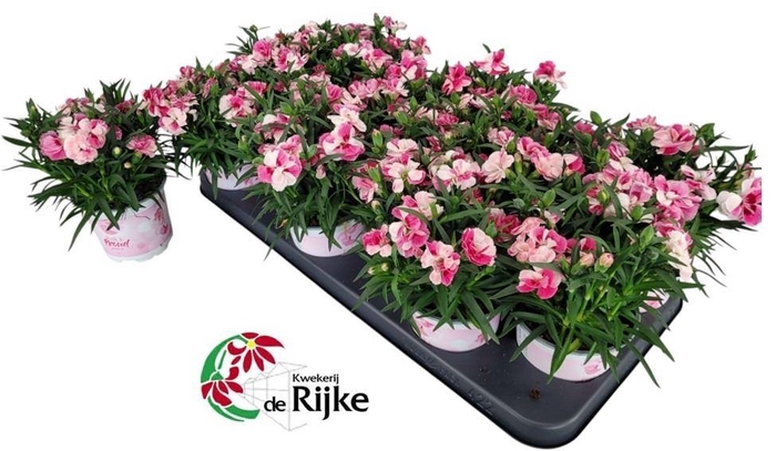 <h4>Dianthus Sprint Pink & Proud</h4>