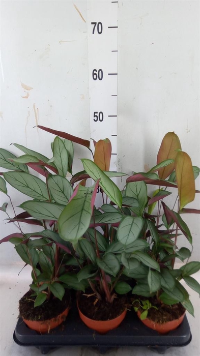 <h4>Ctenanthe   ...</h4>