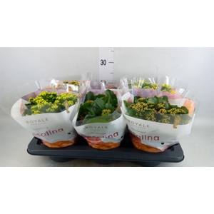 Kalanchoe blos. 'RoyalDon'   ..mix