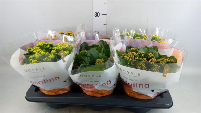 <h4>Kalanchoe blos. 'RoyalDon'   ..mix</h4>