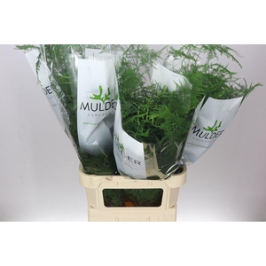 Asparagus Lang Getopt