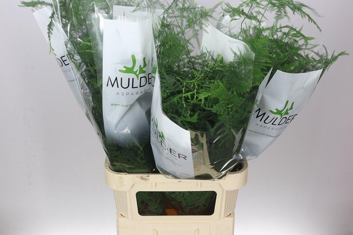 <h4>Asparagus Lang Getopt</h4>