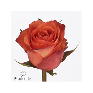 Rosa large orange wave