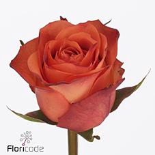 <h4>Rosa large orange wave</h4>