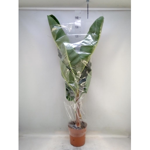 Musa  'Dwarf Cavendish'