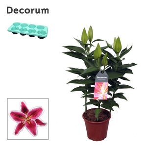 Lilium Oriental Starlight Expres P13