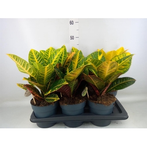 Codiaeum var. GR 'Petra'