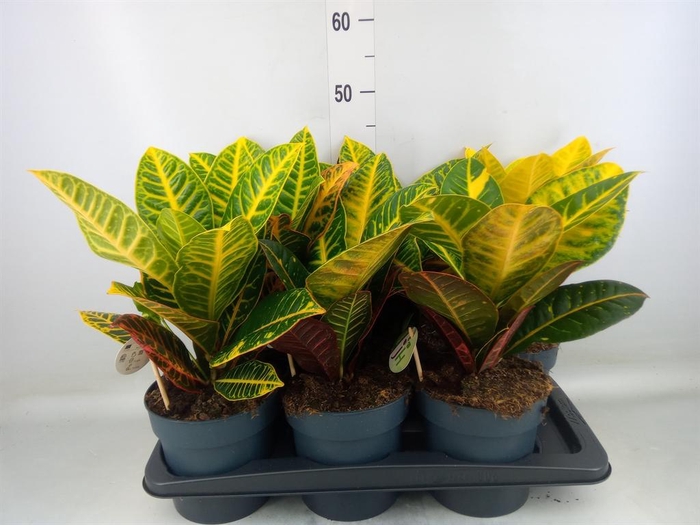 <h4>Codiaeum var. GR 'Petra'</h4>