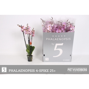 PHAL OV ROZE