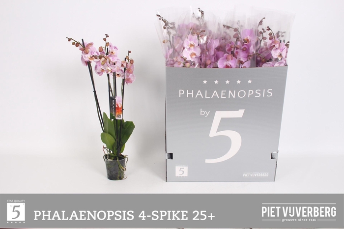 <h4>PHAL OV ROZE</h4>