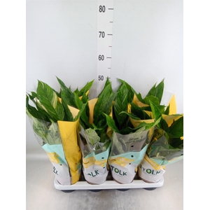 Spathiphyllum  'Diamond'