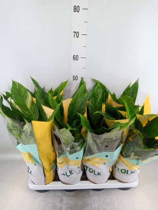 <h4>Spathiphyllum  'Diamond'</h4>