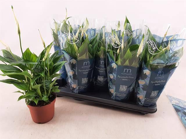 <h4>SPATH BELLINI</h4>