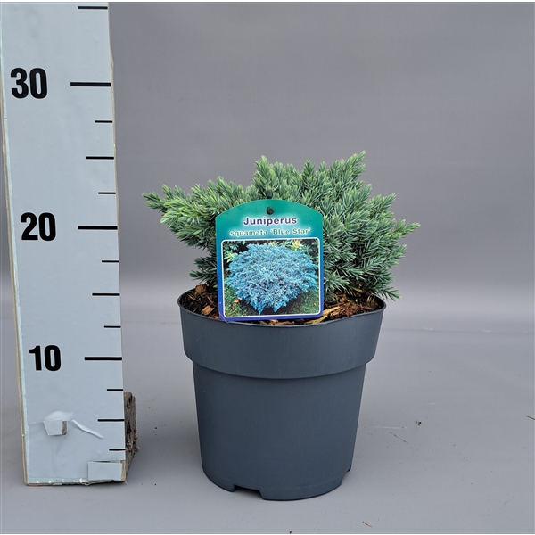 <h4>Juniperus sq. Bleu star</h4>