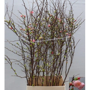 CHAENOMELES JAP