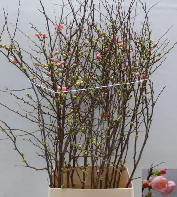 CHAENOMELES JAP