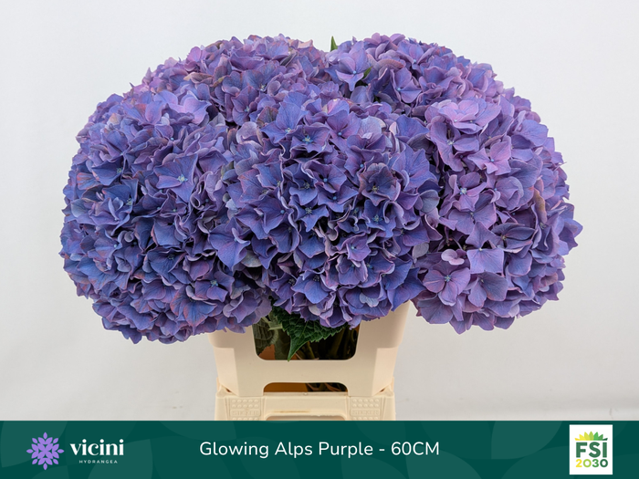 <h4>Hydr Glowing Alps Purple 60 cm Vicini</h4>