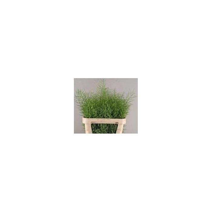 <h4>Brassica Napus</h4>