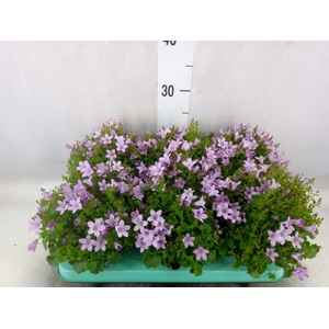 Campanula porten. 'Porto Pink'