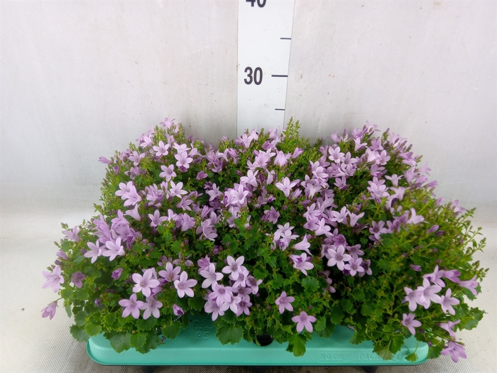 <h4>Campanula porten. 'Porto Pink'</h4>