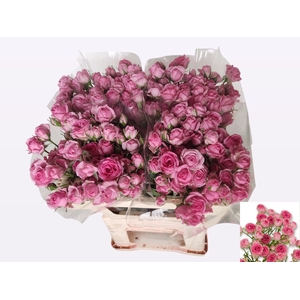 R TR KATE-LYNN PINK