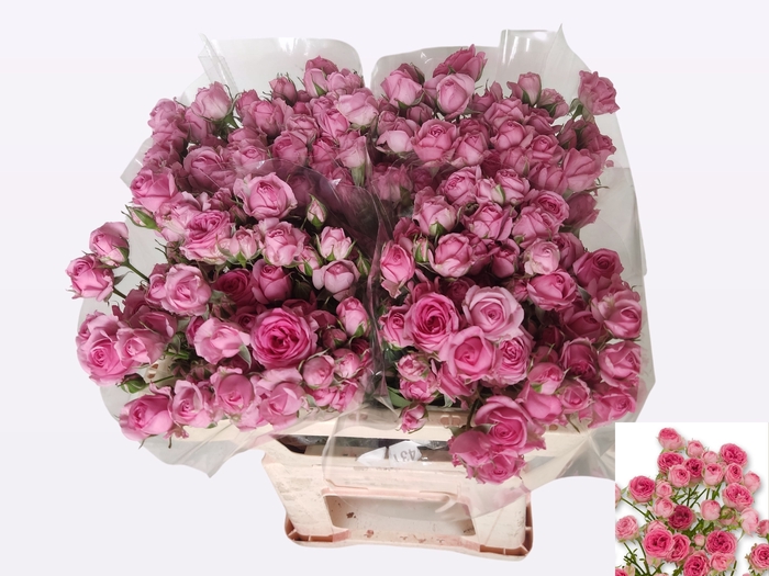 <h4>R TR KATE-LYNN PINK</h4>