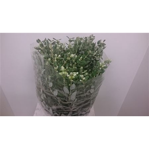 PITTOSPORUM RALPHY 200 GR