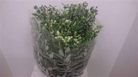 <h4>PITTOSPORUM RALPHY 200 GR</h4>