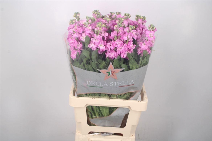 <h4>MATTH IRON PINK</h4>