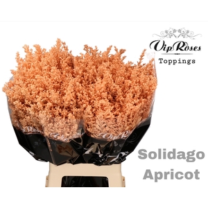 Solidago Apricot