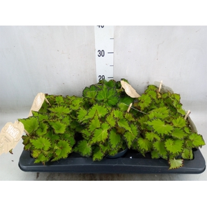Begonia BD 'MagicColours Jive'