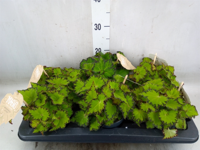 <h4>Begonia BD 'MagicColours Jive'</h4>