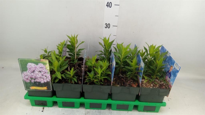 <h4>Phlox panic.</h4>