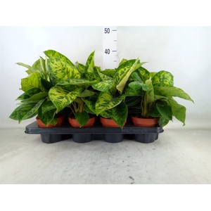 Homalomena wal. 'Camouflage'