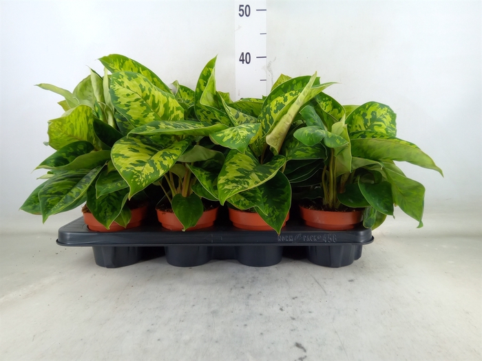 <h4>Homalomena wal. 'Camouflage'</h4>