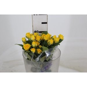 ROSA SPRAY YELLOW BABE 040 CM