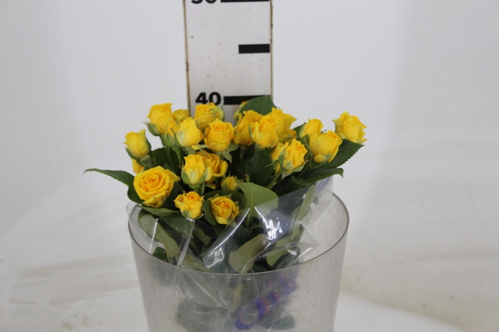 <h4>ROSA SPRAY YELLOW BABE 040 CM</h4>