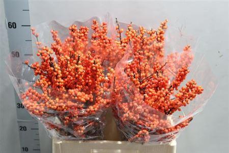 <h4>Ilex Ve Winter Gold</h4>