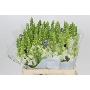 Antirrhinum Potomac Early White