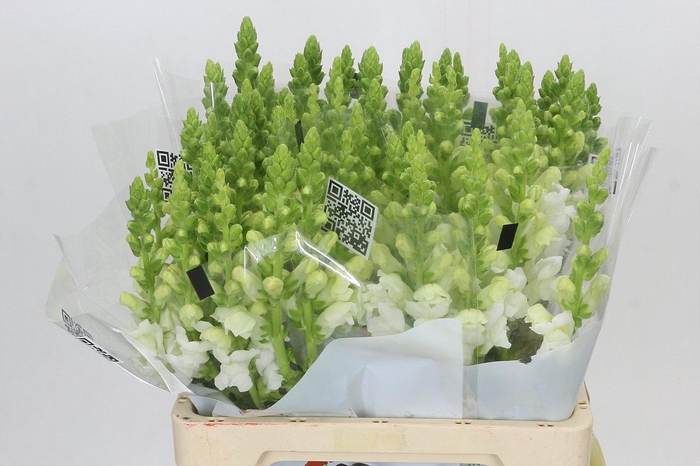 <h4>Antirrhinum Potomac Early White</h4>