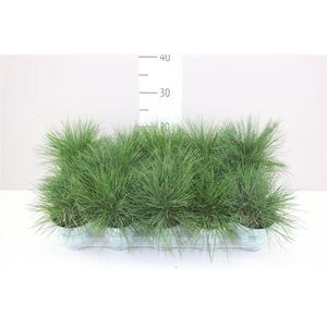 Festuca Gl. Compacta Blue