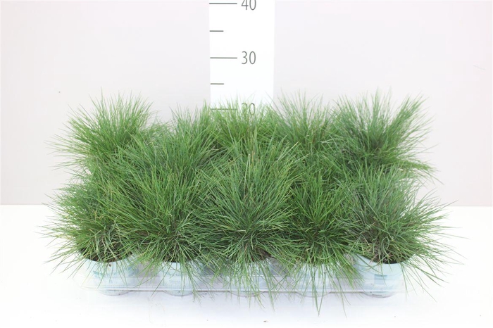 <h4>Festuca Gl. Compacta Blue</h4>