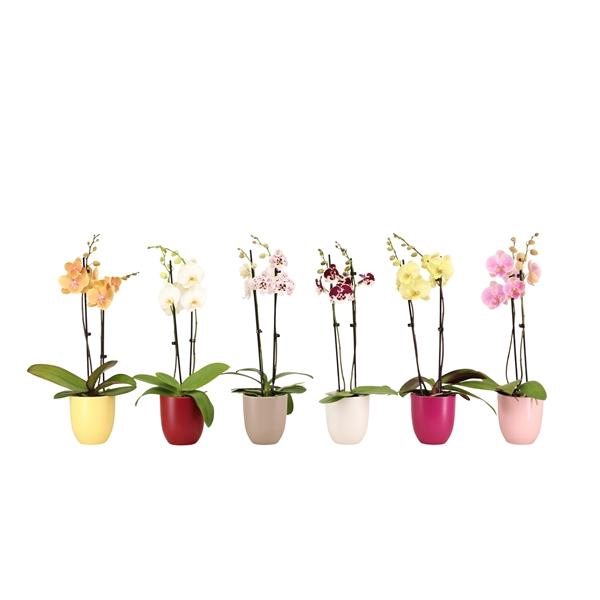 <h4>Hugo Paradise Mix Phal Mix 2T14+</h4>
