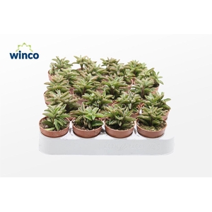 Peperomia Asperula