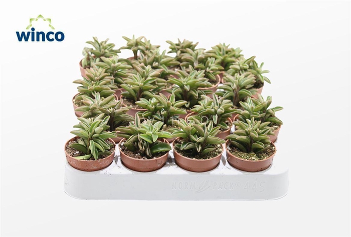 <h4>Peperomia Asperula</h4>