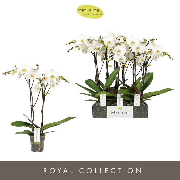 <h4>Phalaenopsis wit meer takken</h4>