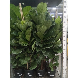 Ficus lyrata