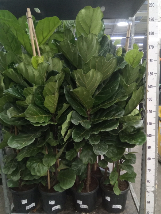 <h4>Ficus lyrata</h4>