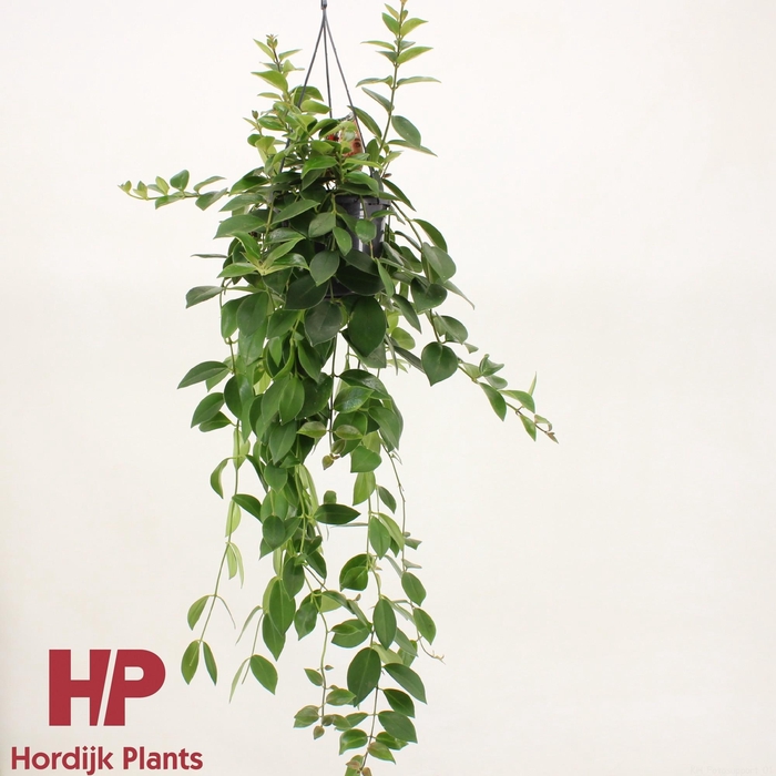 <h4>Aeschynanthus Mona Lisa XXL</h4>